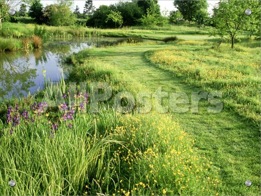 Large Wild Pond Mown Grass Path Through Ranunculus Buttercup Meadow Print Mark Bolton Allposters Com