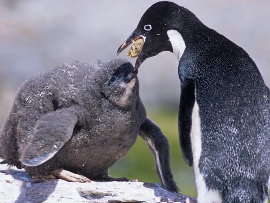 'Adelie Penguin Feeding its Chick with Regurgitated Food