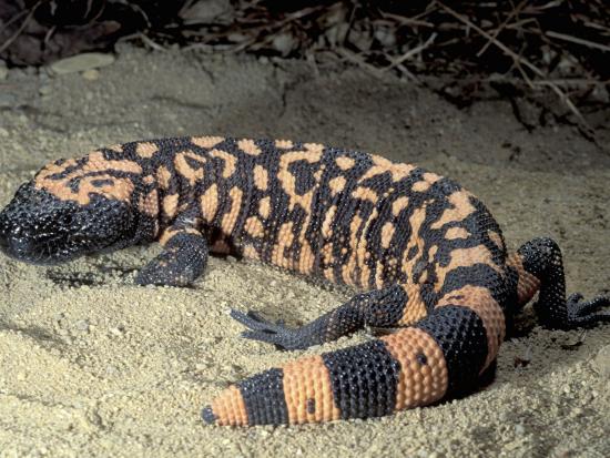 Download 'Gila Monster, Heloderma Suspectum, a Poisonous Reptile from the Southwestern Usa Deserts ...