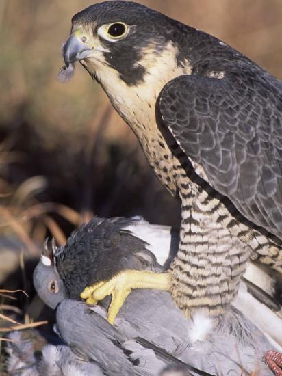 Peregrine Falcon Eating Pigeon Stock Photo Edit Now 75181807