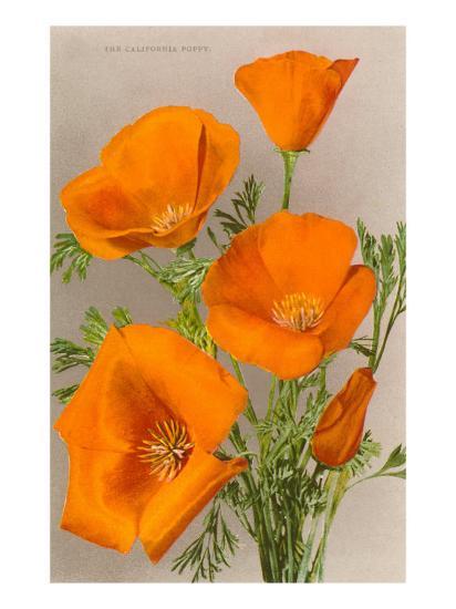 California Poppy Posters Allposters California Poppy Posters