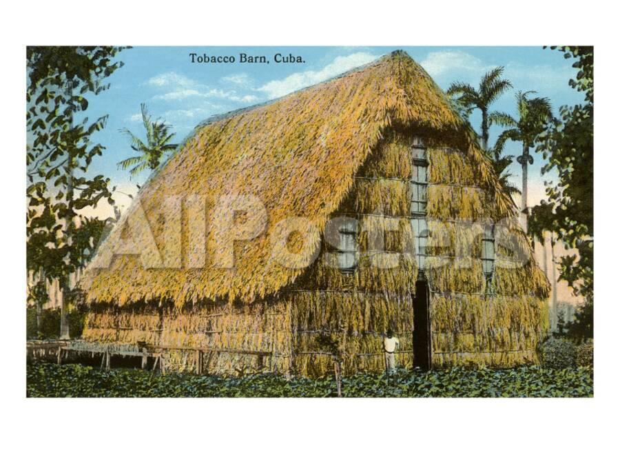 Tobacco Barn Cuba Posters At Allposters Com
