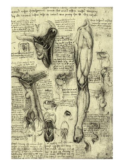 Human Anatomy Giclee Print by Leonardo da Vinci at AllPosters.com