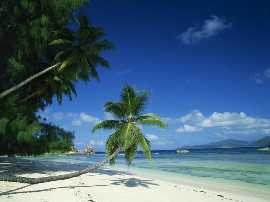 leaning palm tree and