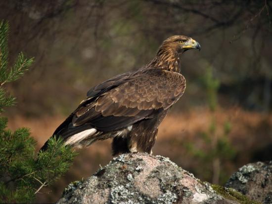 Portrait Of A Golden Eagle Highlands Scotland United Kingdom Europe