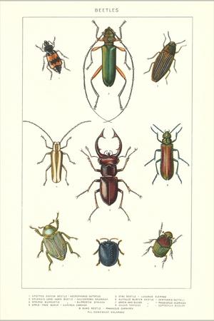 Various Kinds of Beetles Prints at AllPosters.com