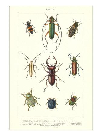 Various Kinds of Beetles Prints at AllPosters.com