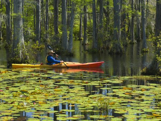 Man Kayaking Cypress Gardens Moncks Corner South Carolina Usa