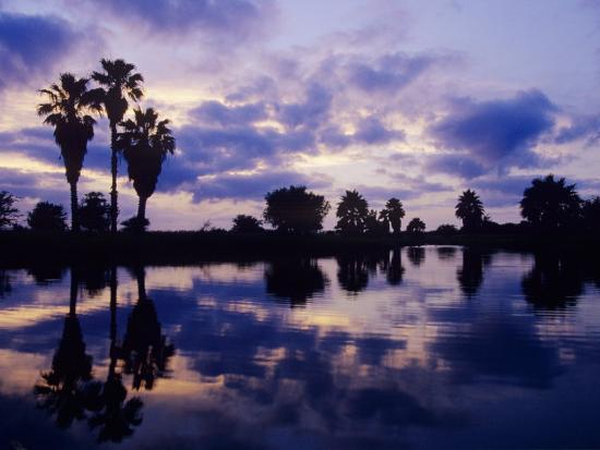 'Palm Trees at Sunset, Rio Grande Valley, Texas, USA ...