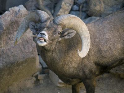 'Desert Bighorn Sheep at the Arizona-Sonora Desert Museum' Photographic