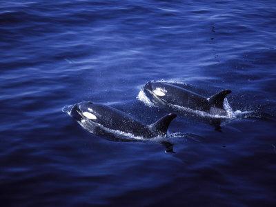 Killer whale pair image