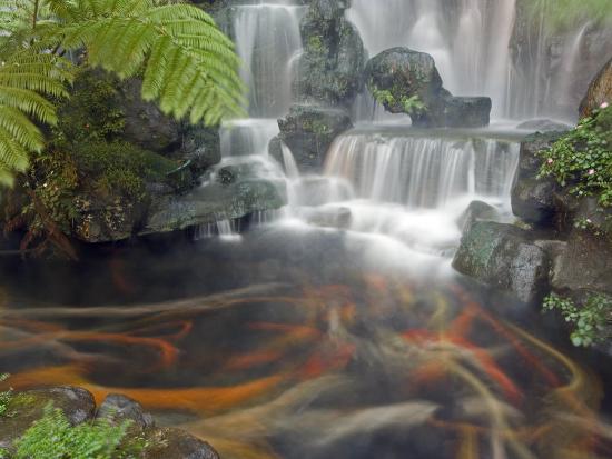 'Longshan Temple Waterfall with Swimming Koi Fish, Taiwan ...