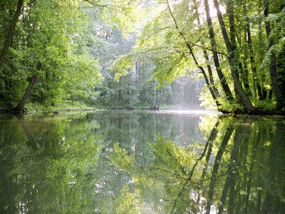 Spreewald Canal Reflection An Area Of Old Canals In Woods