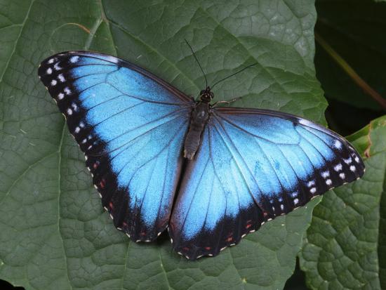 Opciones binarias de mariposa de hierro