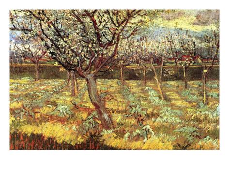 Apricot Trees In Blossom Print by Vincent van Gogh at