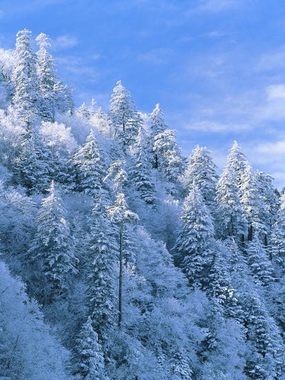 frame size height by Smoky Newfound Gap, in Covered Great Snow Forest, Trees frame size height by Smoky Newfound Gap, in Covered Great Snow Forest, Trees