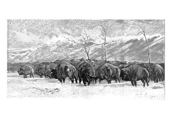 'Herd of Buffalo in a Blizzard, 1887' Giclee Print | AllPosters.com