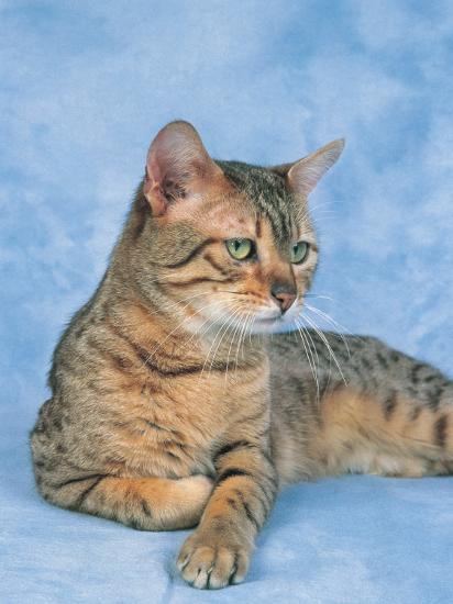 Download 'Close-Up of a Bronze Egyptian Mau Cat' Photographic Print - D. Robotti | AllPosters.com