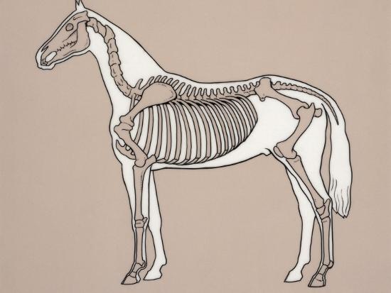Download 'Side Profile of a Horse Skeleton' Photographic Print ...