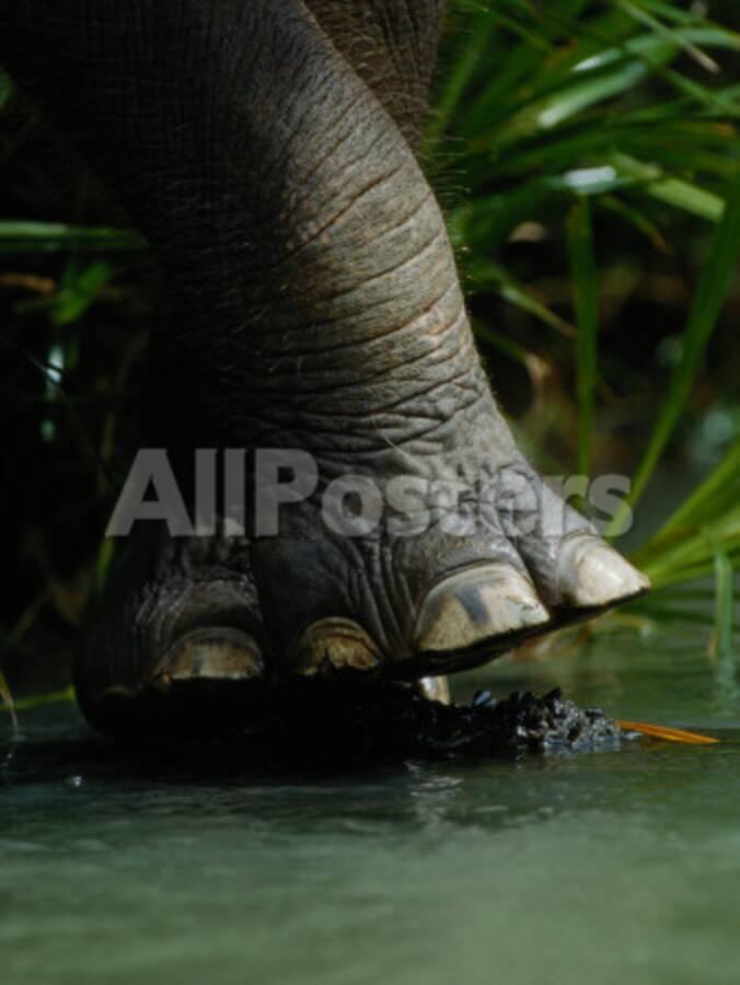 The Foot Of An Elephant Over A Rain Forest Stream Photographic Print 1 Of 2