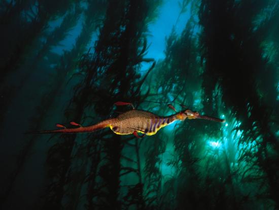 A Weedy Sea Dragon Paddles Through Emerald Jungles Of Giant Kelp