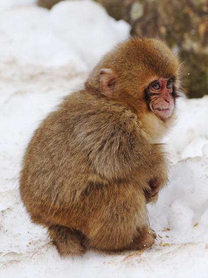  Baby  Snow Monkey Japanese Macaque at Jigokudani Yaen 