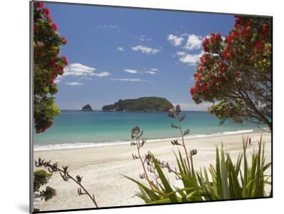 Pohutukawa Tree In Bloom And Hahei Coromandel Peninsula North Island New Zealand Photographic Print David Wall Allposters Com