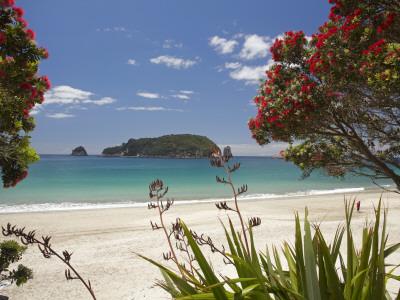 Pohutukawa Tree In Bloom And Hahei Coromandel Peninsula North Island New Zealand Photographic Print David Wall Allposters Com