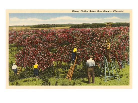 Cherry Picking Door County Wisconsin