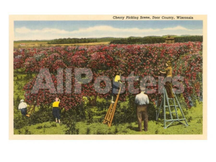 Cherry Picking Door County Wisconsin