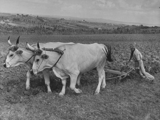 Two Farmers Follow Two Oxen To Plow Their Tobacco Field 