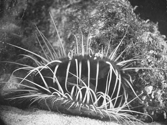 Download 'A Bahamian Mollusk known as a Scallop, with its Mouth Parts Open to Accept Food' Photographic ...