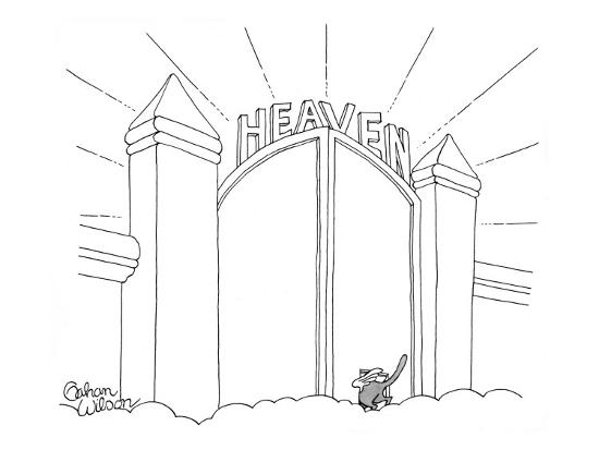 Cat Enters Heaven Through A Cat Door New Yorker Cartoon Premium
