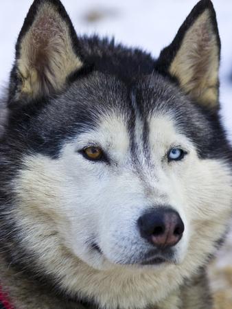 'An Alert Siberian Husky Sled Dog with Both a Blue and a ...