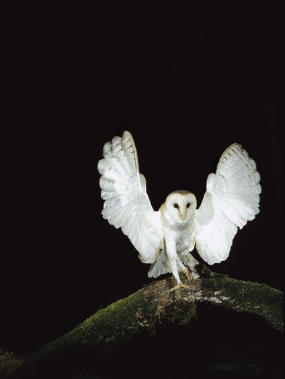 Barn Owl Tyto Alba On Tree Branch With Wings Spread Sauvie