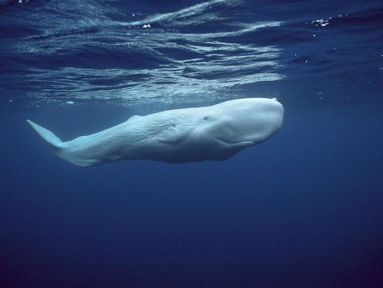 The Ghost Whale
