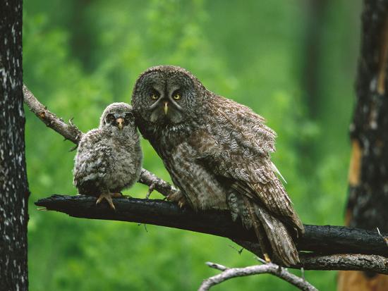 Grey owl casino entertainment center