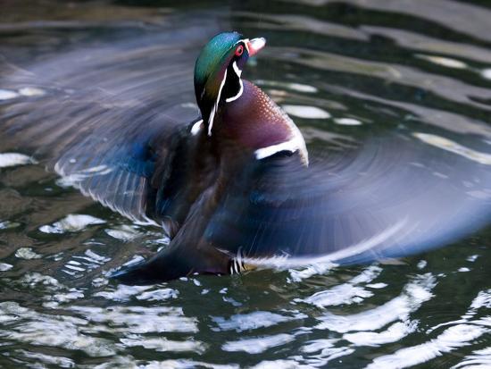 Wood Duck Aix Sponsa Flapping Wings in Water, North America Photographic Print by Tom Vezo Wood Duck Aix Sponsa Flapping Wings in Water, North America Photographic Print by Tom Vezo