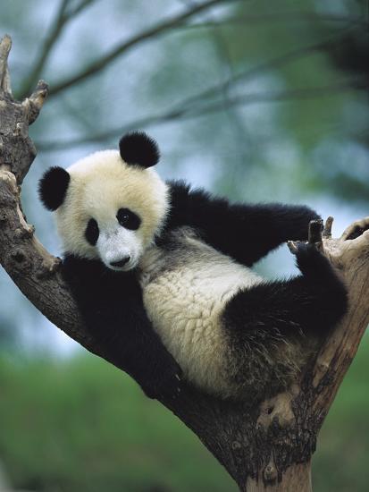 Giant Panda (Ailuropoda Melanoleuca) Endangered, One Year
