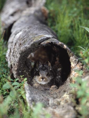 'Snowshoe Hare (Lepus Americanus) Baby Hiding in Log ...