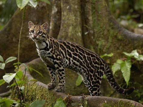ocelot amazon rainforest