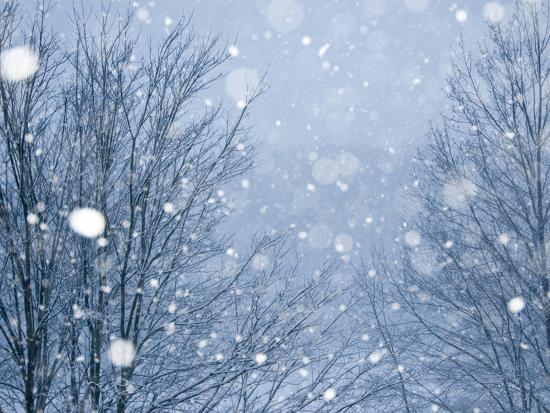 Snow falling on cedars essay