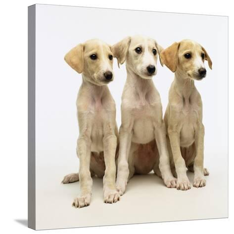 whippet lurcher cross