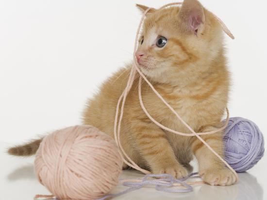 cat and ball of yarn