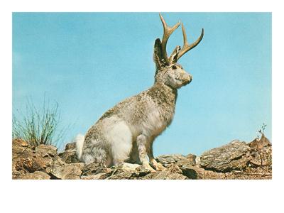jackalope prints at allposters com