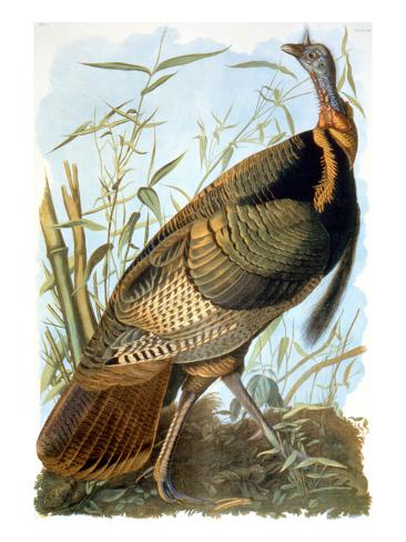 Wild Turkey Giclee Print by John James Audubon at
