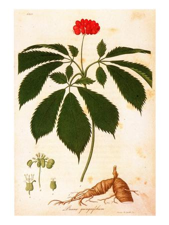 Botany: Ginseng Giclee Print at AllPosters.com