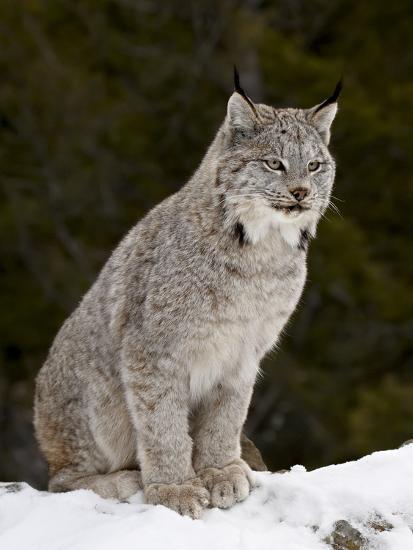 Opciones binarias de lince