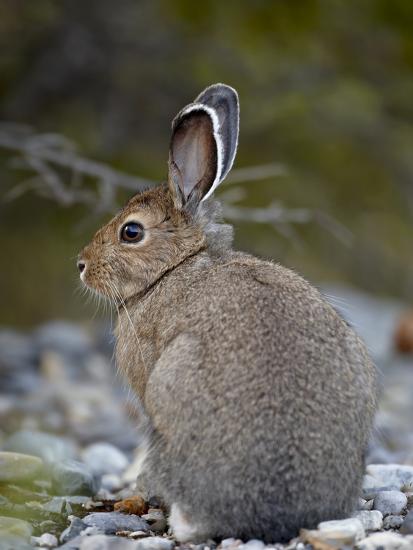 'Snowshoe Hare (Lepus Americanus), Banff National Park, Alberta, Canada ...