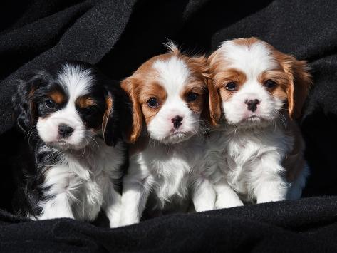 black king charles spaniel puppy